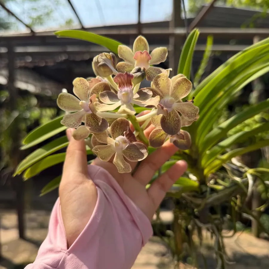 Vanda Vanilla Olive Glow