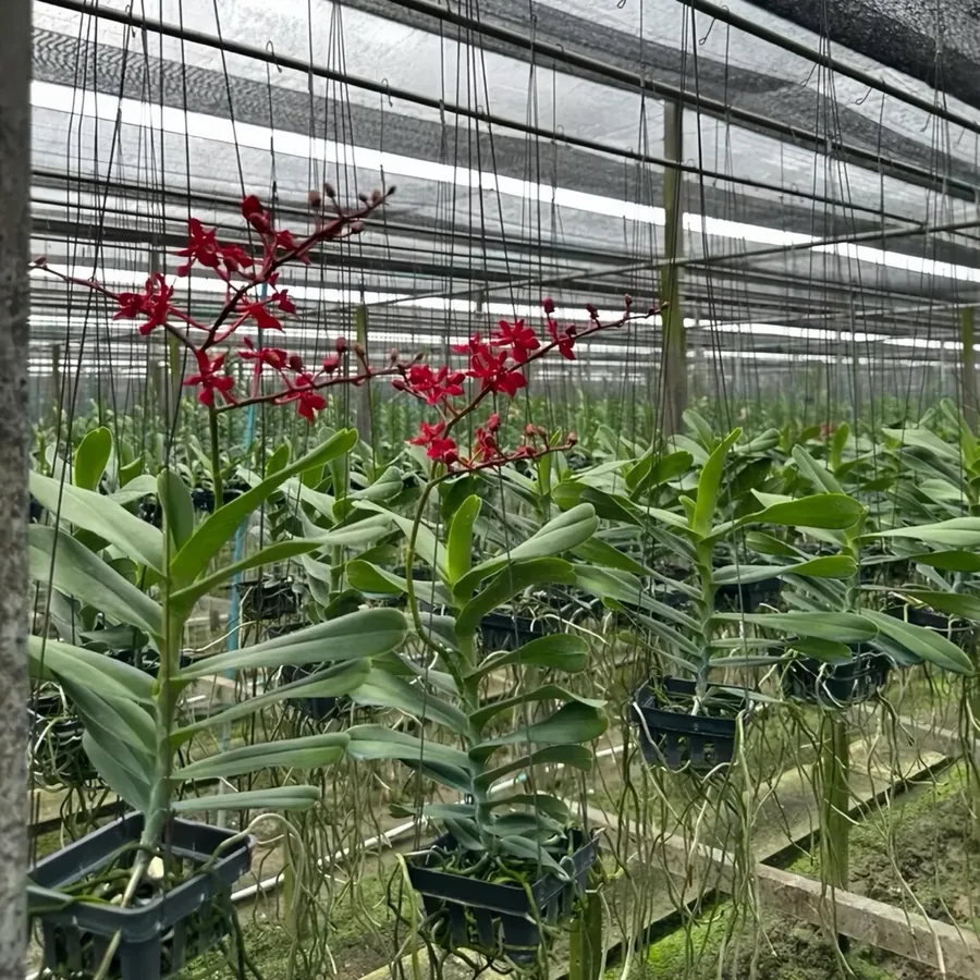 Dendrobium rouge des Philippines