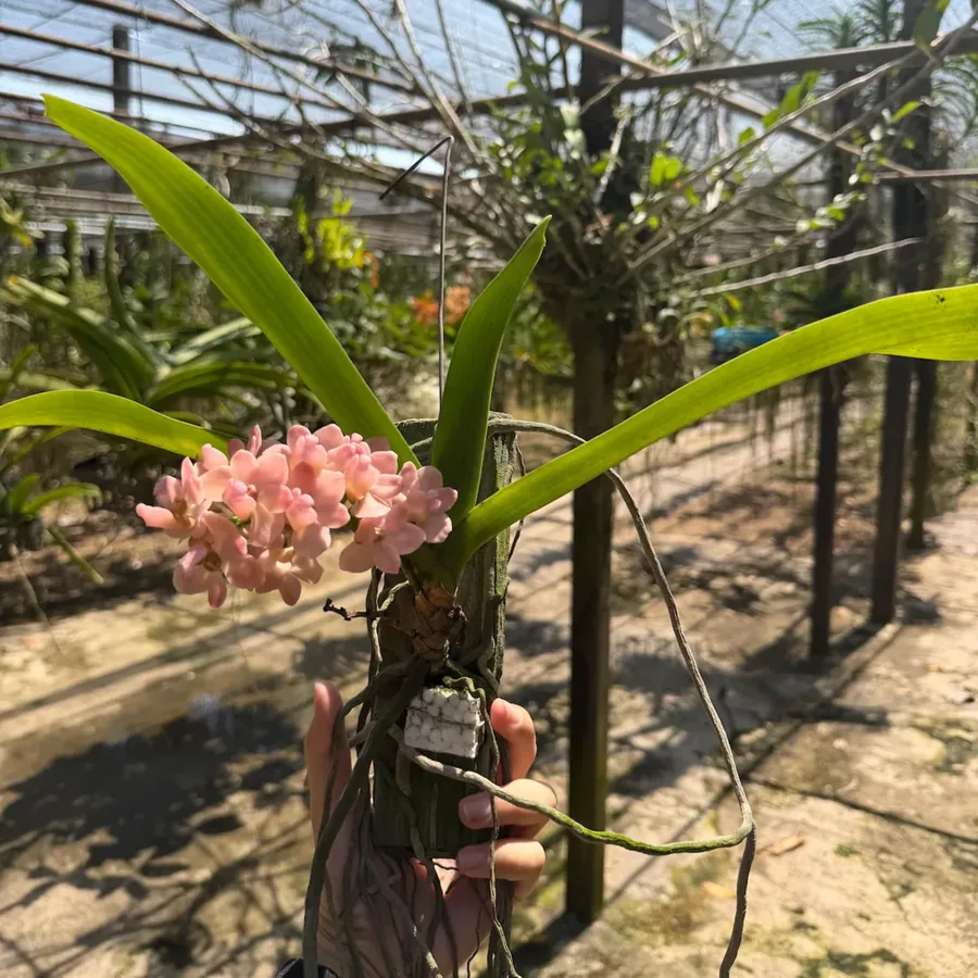 Rhynchostylis — Floraison d’hiver