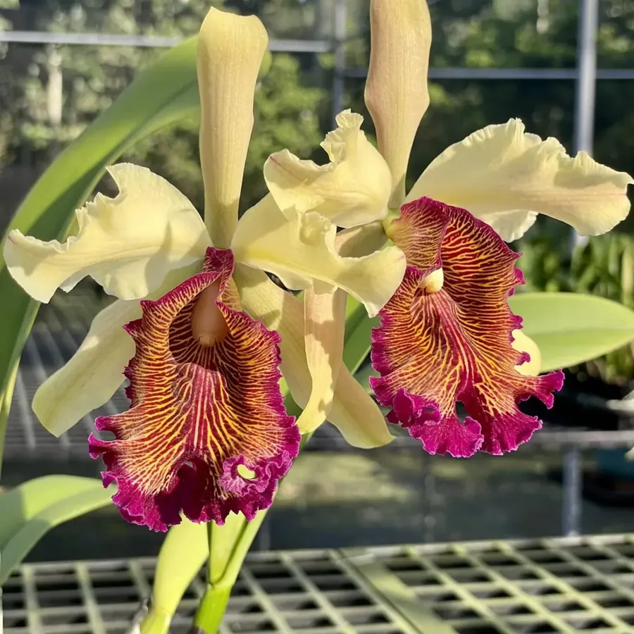 Cattleya